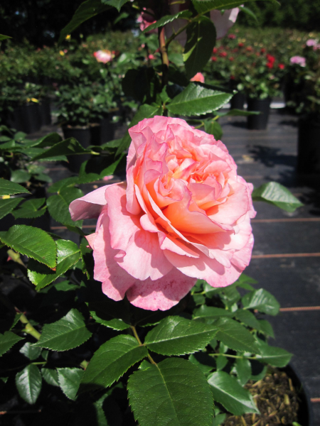 Edelrose Augusta Louise2